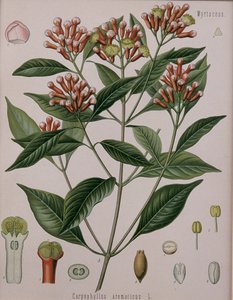 Caryophyllus Aromaticus (Cloves) by German School
