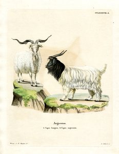 Cashmere Goat