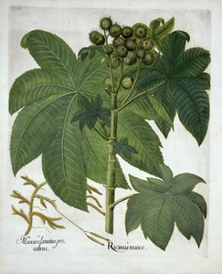 Castor Oil Plant, from Hortus Eystettensis