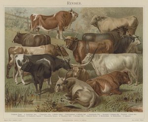 Cattle by German School