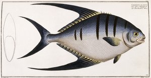 Chaetodon Glaucus, 1785-1788 by German School