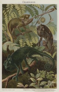 Chameleons