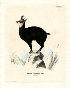 Chamois