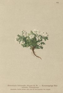 Chamois Cress