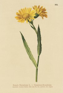 Chamois Ragwort by German School