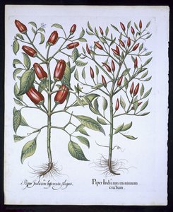 Chilli Pepper plants, from the Hortus Eystettensis by Basil Besler, pub. 1613