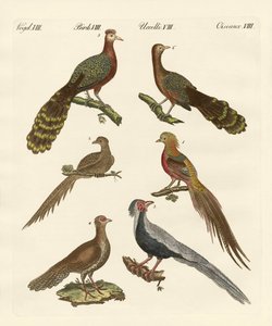 Chinese birds