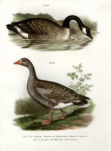 Chinese Goose by German School