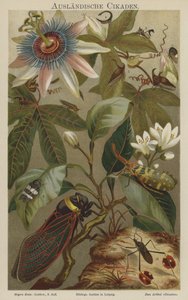 Cicadas by German School