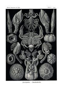 Cirripedia