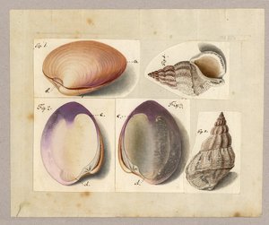 Clam and Sea Snail: Venus Mercenaria Linnaei, Buccino Glacioli Linnaei, 1785 by German School