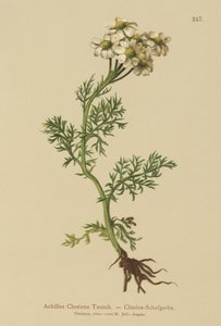 Clusius Yarrow by German School