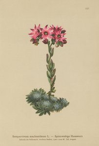 Cobweb Houseleek