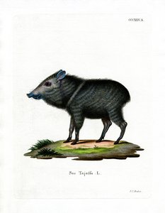 Collared Peccary by German School