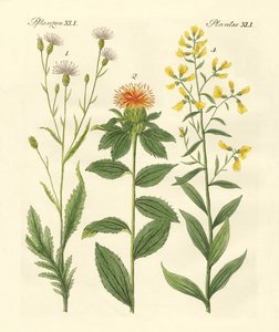 Colored Plants