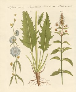 Commercial and Medical Plants by German School