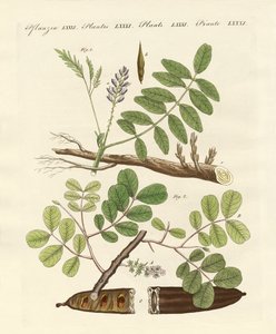 Commercial Plants