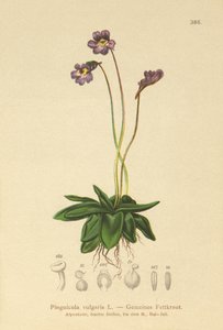 Common Butterwort by German School