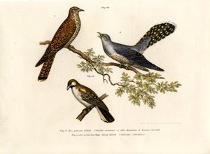 Common Cuckoo by German School