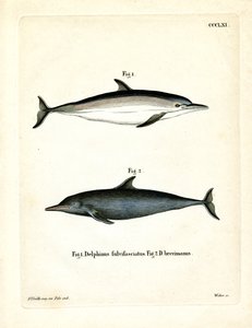 Common Dolphin