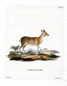 Common Duiker by German School