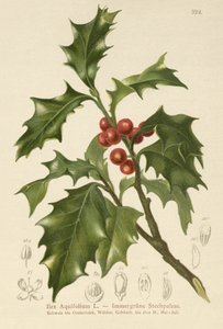 Common Holly