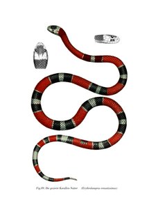 Common Neckband Snake by German School