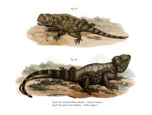 Common Spiny Agama