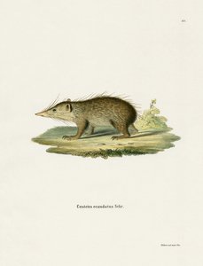Common Tenrec by German School