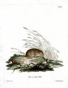 Common Vole by German School
