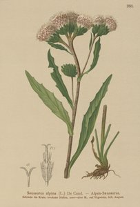Common Saw-wort by German School