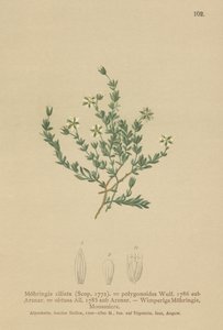 Creeping Sandwort by German School