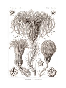 Crinoidea by German School