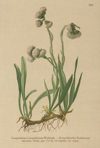 Cudweed by German School
