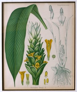 Curcuma longa (turmeric) from Kohler
