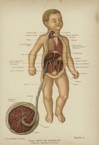 Cutaway diagram showing the internal organs of a newborn baby and its umbilical cord by German School
