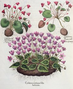 Cyclamen, from the Hortus Eystettensis by Basil Besler, pub. 1613