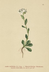 Daisyleaf Rock-cress