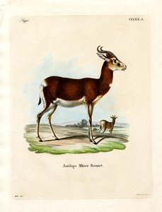 Dama Gazelle by German School