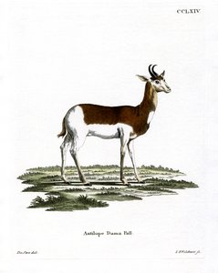 Dama Gazelle by German School