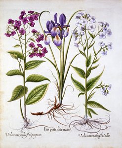 Dames Violet and a Field Iris, from Hortus Eystettensis by German School