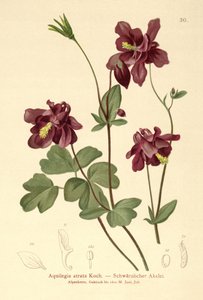 Dark Columbine