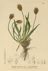 Dark Plantain by German School