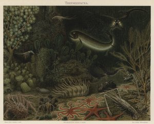 Deep sea fauna by German School
