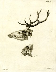 Deer Antlers by German School