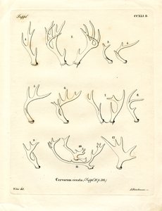 Deer Antlers by German School