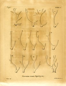 Deer Antlers by German School