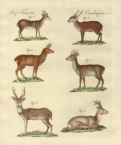 Deers and Fawns