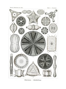 Diatomea, 1899-1904 by German School