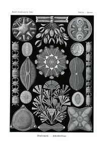 Diatomea